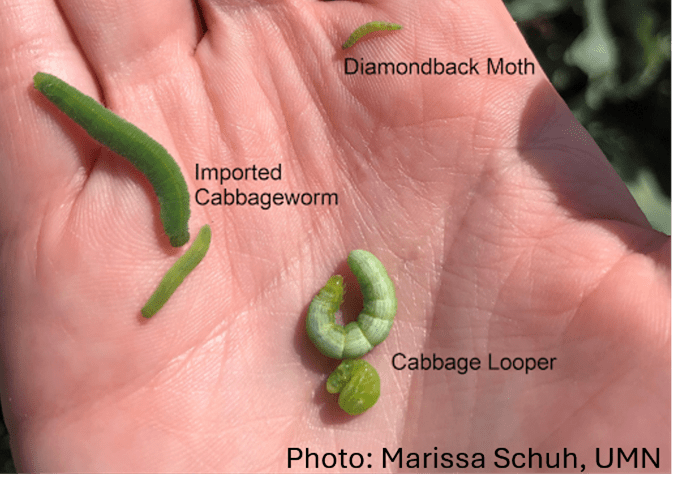 A hand holding three caterpillars: a green Diamondback Moth, an Imported Cabbageworm, and a curled Cabbage Looper. Background shows a blurred garden setting.