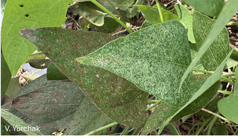  Fleahopper damaged snap bean leaves with fleahoppers visible in the upper left corner.  