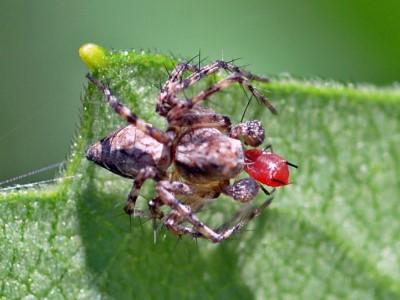 Small brown spider sitting on a leaf, eating a red aphid.