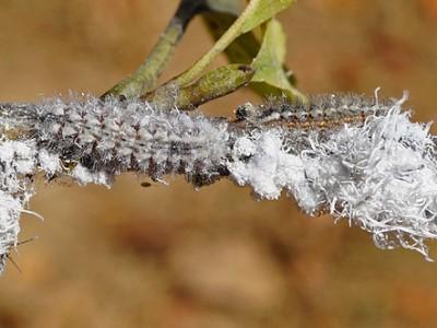 Two gray caterpillars sitting among a colony of white woolly aphids on a twig.