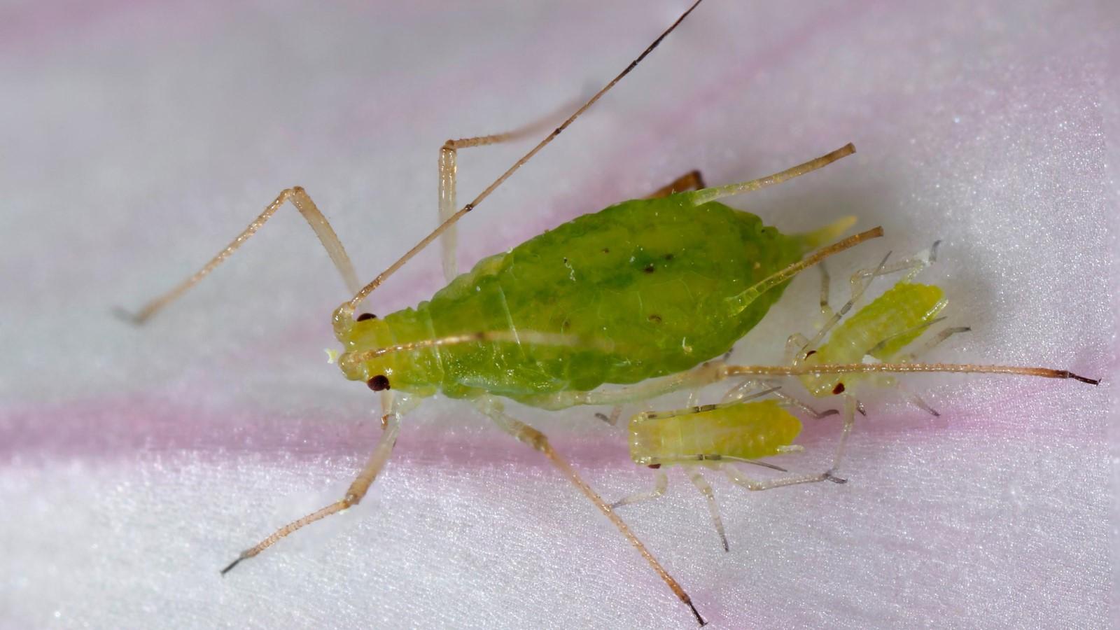 Adult Pea Aphid with two juveniles on a flower petal.