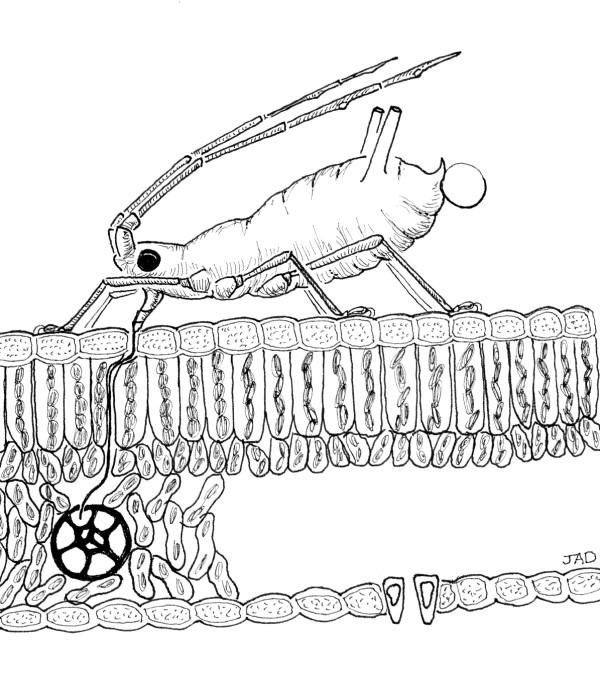 Drawing of an aphid inserting its mouthparts into the phloem vessels inside a leaf, viewed in cross-section from the side.