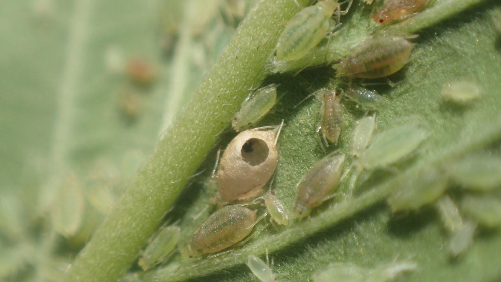 Dead aphid mummy, tan in color and with a round hole in its abdomen, among live green aphids on a leaf.