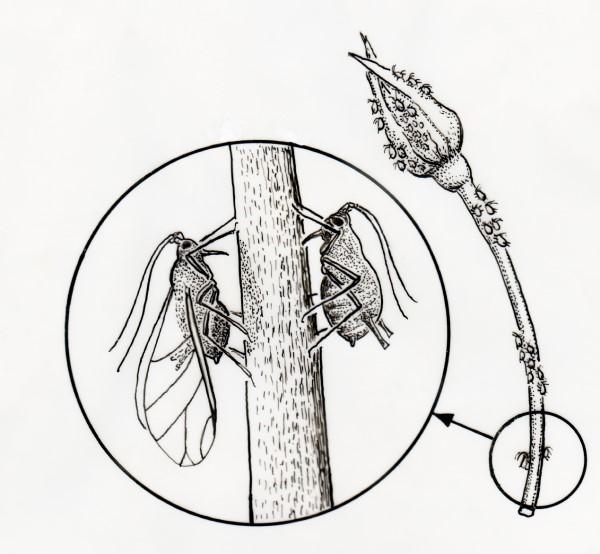 Drawing of multiple aphids clustered on a plant stem. A magnified circle highlights two adult aphids for comparison, one winged and one wingless.
