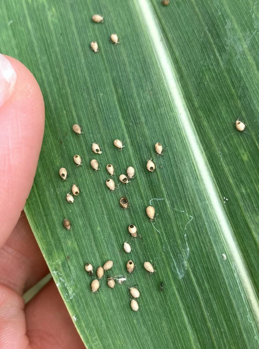 Group of pale-colored dead aphid mummies on a leaf. Some mummies have holes in their abdomen.