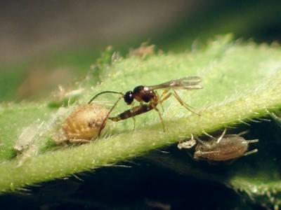 Parasitoid wasp laying an egg in an aphid. The wasp and the aphid are about the same size.