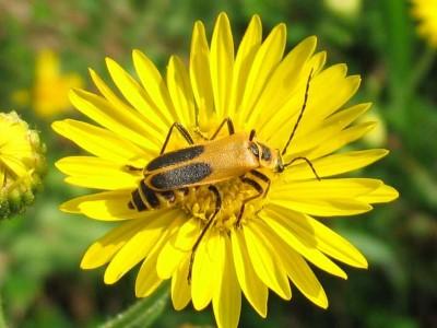 Golden-orange and black-marked beetle visiting a yellow daisy-type flower.