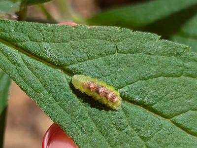 Legless green and brown-marked larva of a flower fly on a leaf.