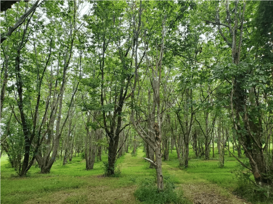 A thriving grove of American chestnut trees in Lesesne State Forest. Photo by Cassie Stark/TACF.