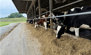 Cows munch on hay in a barn, with a green field visible beyond.