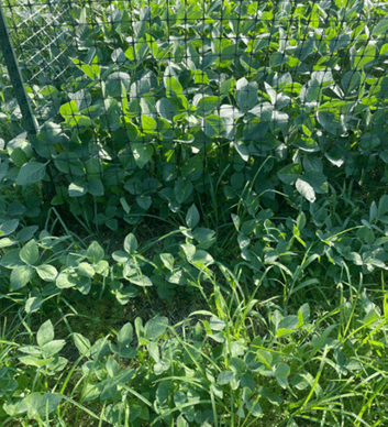 Lush green plants and grass growing densely in a garden, with sunlight casting soft shadows. The background features a wire fence.