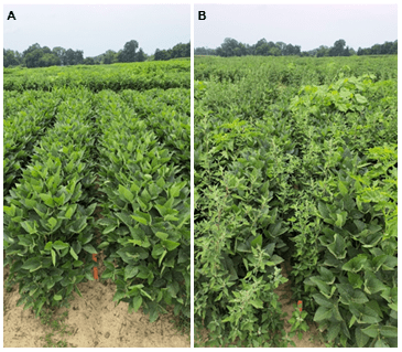 The image shows two side-by-side panels labeled A and B of crop fields. Panel A displays neatly aligned, healthy green plants. Panel B has the same crop mixed with taller weeds. The sky is overcast, and trees line the background.
