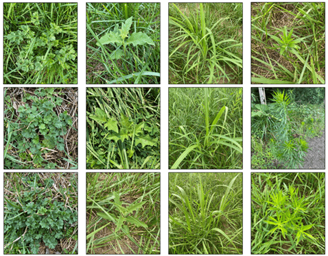 Grid of twelve images displaying various green weeds and grasses in outdoor settings. Each square shows different plant shapes and leaf textures.