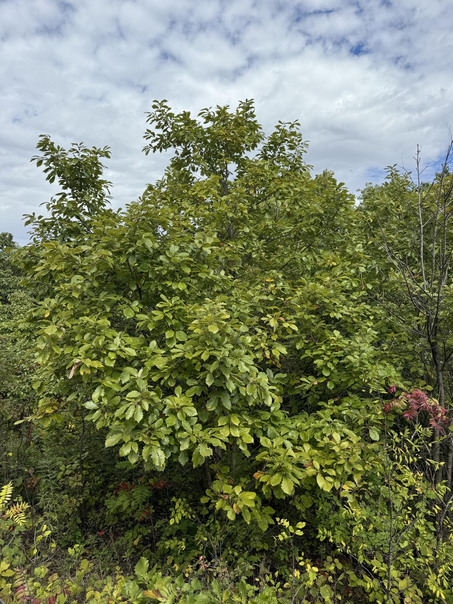 Dwarf chinquapin oak is usually 3-12 ‘ tall and can be grown as a shrub or small tree. Photo © Drew Granville, some rights reserved (CC-BY-NC) 