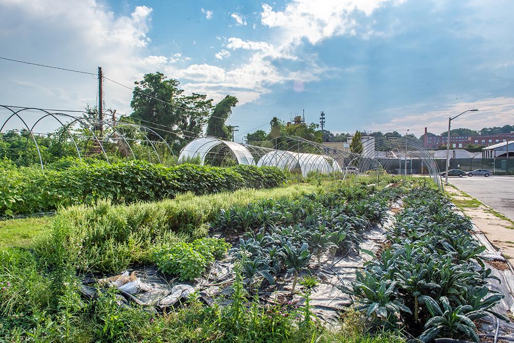 The image shows white hoop houses and rows of green plants. There are buildings in the background, and the sky is blue.