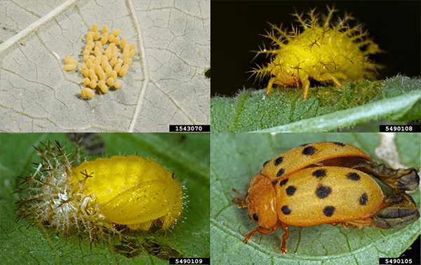 The image collage depicts the life stages of the Mexican Bean Beetle on leaves. Top Left: A cluster of yellow eggs on a leaf's underside. Top Right: A spiky yellow larva crawling on a leaf.  Bottom Left: A yellow pupa showing a similar texture to the larva. Bottom Right: An adult beetle, orange-yellow with black spots, perched on a leaf.