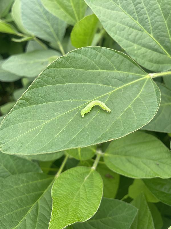 A small, green Soybean looper on a large, green leaf of a soybean plant. The caterpillar is bright green, blending in with the leaf, and is positioned in the center of the leaf. Its body is slightly curved, and it has a smooth, segmented appearance typical of many caterpillars. The leaf is broad with visible veins and appears healthy, with no significant signs of damage.