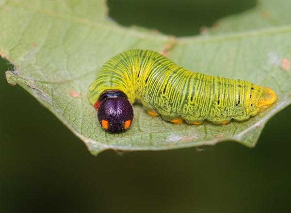  A brightly colored silver-spotted skipper resting on a green leaf. The caterpillar has a vivid green body with yellow and black stripes running along its length. Its head is strikingly different, being dark purple or black with two prominent orange spots, giving it a distinctive appearance. The leaf shows minor damage, with a few small holes near the edges, indicating feeding activity. The background is blurred, focusing attention on the caterpillar and the leaf.