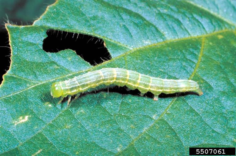 A green cloverworm on a soybean green leaf. The caterpillar is elongated, with a smooth and segmented body that is translucent, allowing some of the leaf’s color to show through. It is positioned horizontally across the leaf, which has visible veins and is slightly hairy. There is a significant hole in the leaf near the caterpillar, indicating feeding damage. The background is slightly blurred, focusing attention on the caterpillar and the leaf. The image identification number is 5507061.