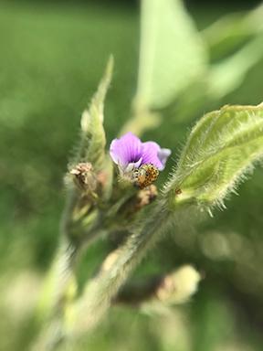 A small corn earworm resting on a purple flower bud. The flower bud is part of a plant with fuzzy, hairy stems and leaves, which are slightly out of focus. The purple petals of the flower are just beginning to open. The background is blurred, highlighting the Corn earworm and the flower bud in the foreground.