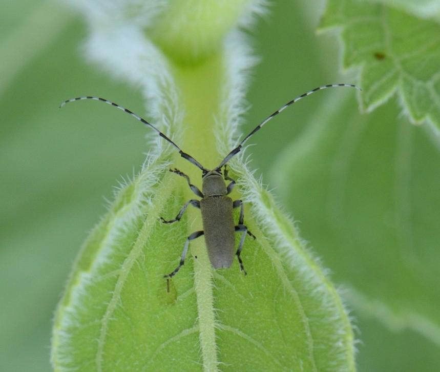 A Dectes stem borer, a type of longhorn beetle, resting on a green leaf. The beetle has a slender, elongated body with long, segmented antennae that are banded with black and white. The leaf is covered with fine hairs, and the background is a soft focus of green foliage.
