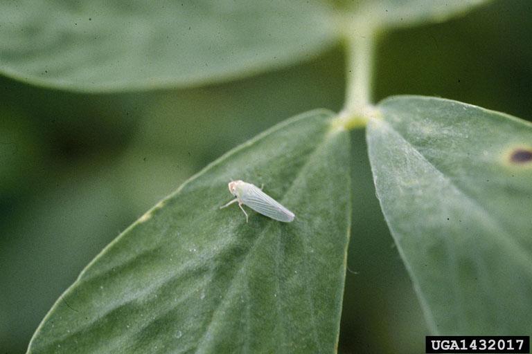 A potato leafhopper on a green leaf. The leafhopper is small and pale green, with a wedge-shaped body and transparent wings. It is perched on the surface of the leaf, which has a smooth texture with visible veins. The background is softly blurred, emphasizing the leafhopper and its position on the leaf. The image is labeled with the identification number UGA1432017 at the bottom right corner.