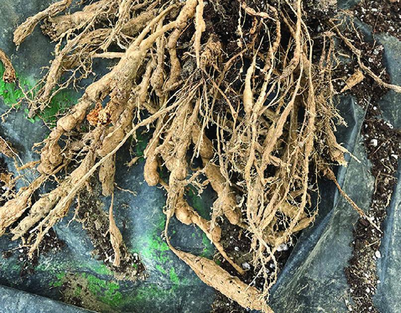 The image shows the uprooted roots of a tomato plant, lying on a black tarp. The roots are extensive and spread out, with a tangled appearance. They are covered in soil, which clings to the fine root hairs and larger root structures. The roots appear dry and somewhat brittle, with a light brown color. The condition of the roots is affected by root-knot nematode root damage.