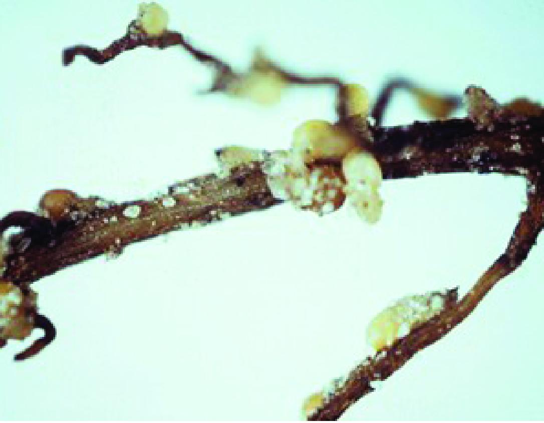 The image depicts a close-up view of a plant root affected by nematodes. The root is thin and brown, with several small, round, white to light-yellow nodules or galls attached to its surface. These nodules are indicative of a nematode infestation, likely from root-knot nematodes. The background is a plain light color, highlighting the details of the root and the nematode-induced formations. The image serves as a visual reference for identifying nematode damage in plant roots.