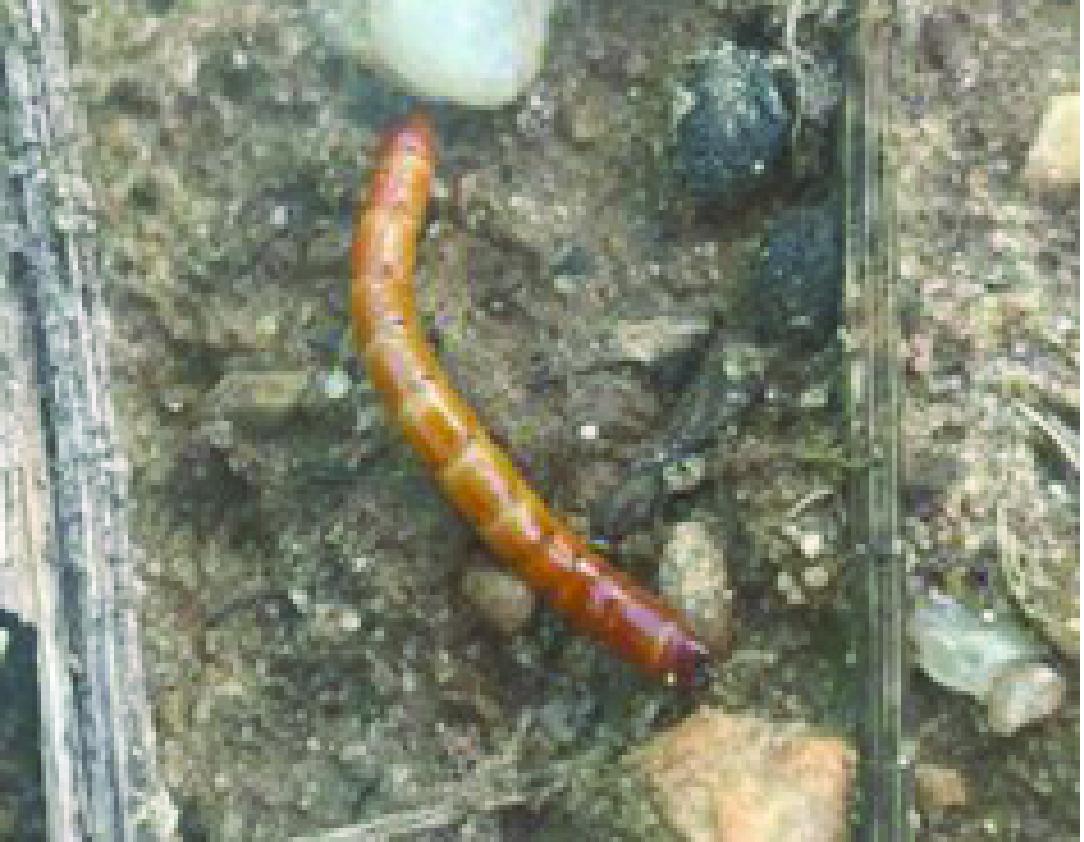 The image shows a close-up view of a wireworm on the ground in a soybean field. The wireworm is elongated, cylindrical, and has a shiny, smooth, brownish-orange body. It is situated on a patch of soil mixed with small stones and organic debris.