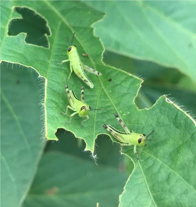 The image shows three small, green grasshoppers sitting on a green leaf. The grasshoppers are nymphs, indicating they are in an immature stage. They have bright green bodies with black markings on their legs and antennae. The leaf they are on has several irregular holes along the edges, suggesting feeding damage caused by the grasshoppers. The background is blurred, highlighting the grasshoppers and the leaf in the foreground.