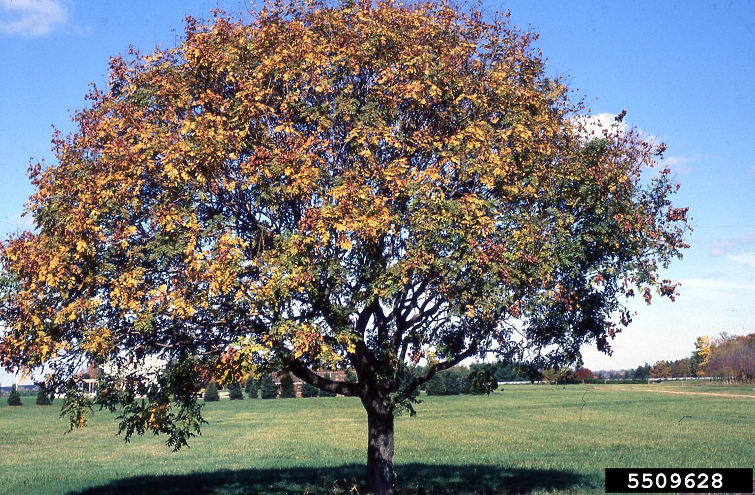 Goldenrain tree. Photo by T. Davis Sydnor, The Ohio State University, Bugwood.org