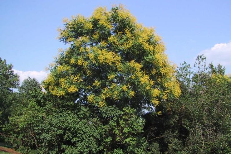 Present-day goldenrain tree at Monticello. Photo courtesy Thomas Jefferson Foundation®.