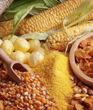Assorted corn products: whole corn cobs, popcorn, cornmeal, and cornflakes. 
