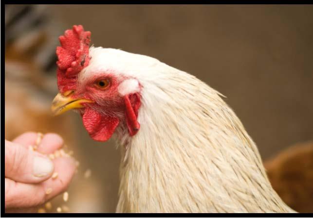 White chicken pecking grains from a person's hand. The chicken's red comb stands out against its feathers.