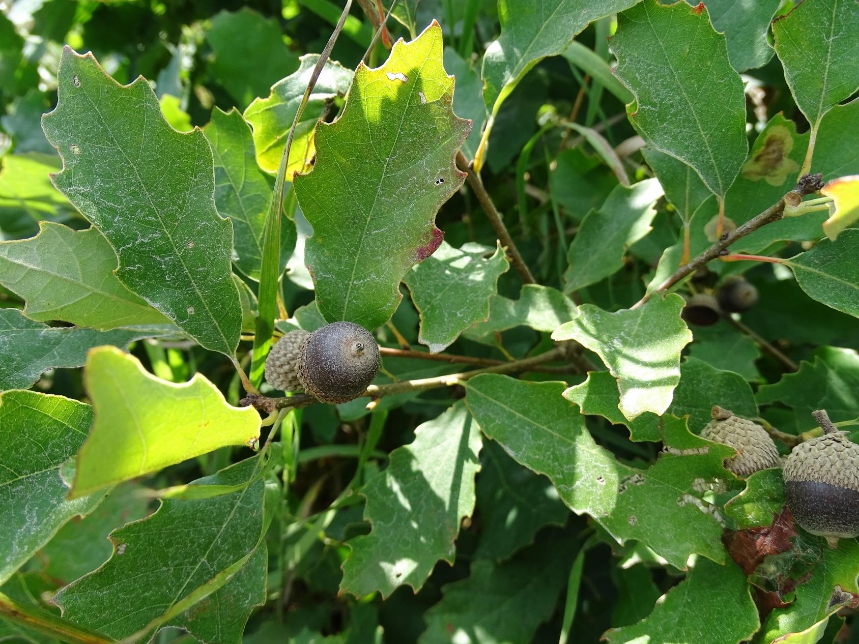 The sweet acorns of dwarf chinquapin oaks are a favorite of many birds and mammals. Photo © William Van Hemessen, some rights reserved (CC-BY-NC) 