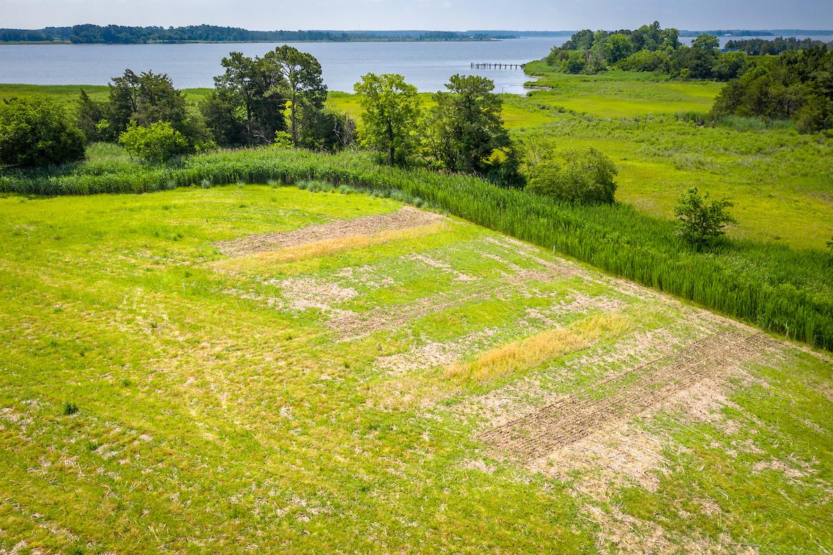Salt Water Affected Land on Maryland's Eastern Shore