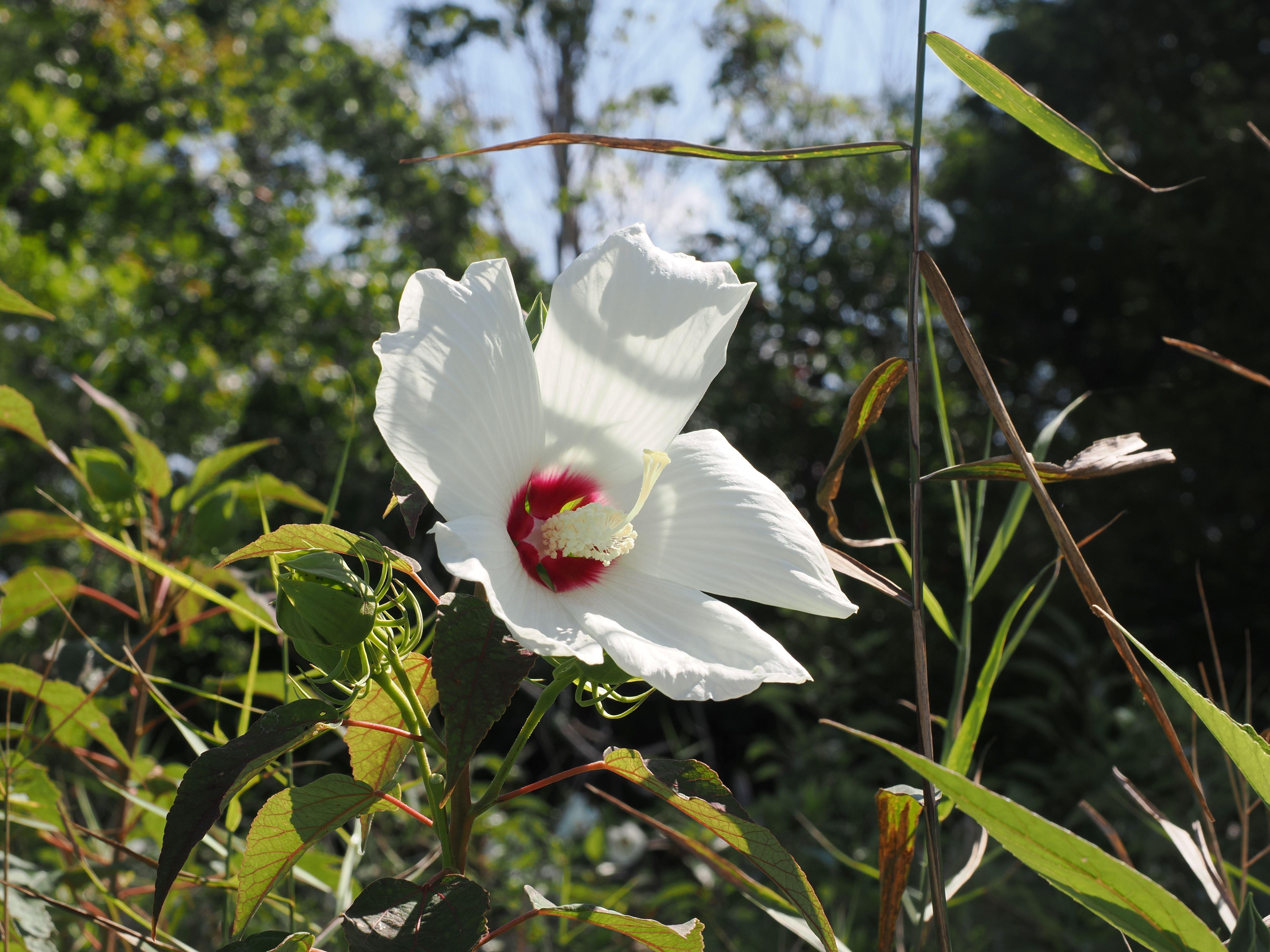 Hibiscus flower