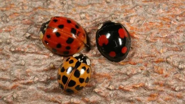 Three  lady beetles with different colors and numbers of spots
