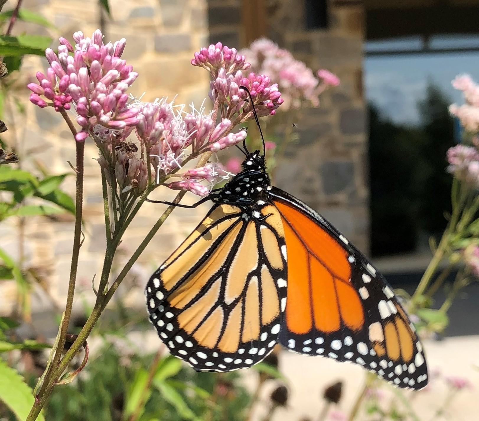 Monarch butterfly feeding on the nectar of milkweed flowers.