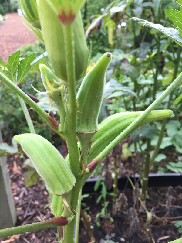 Small okra pods attached to an okra plant.