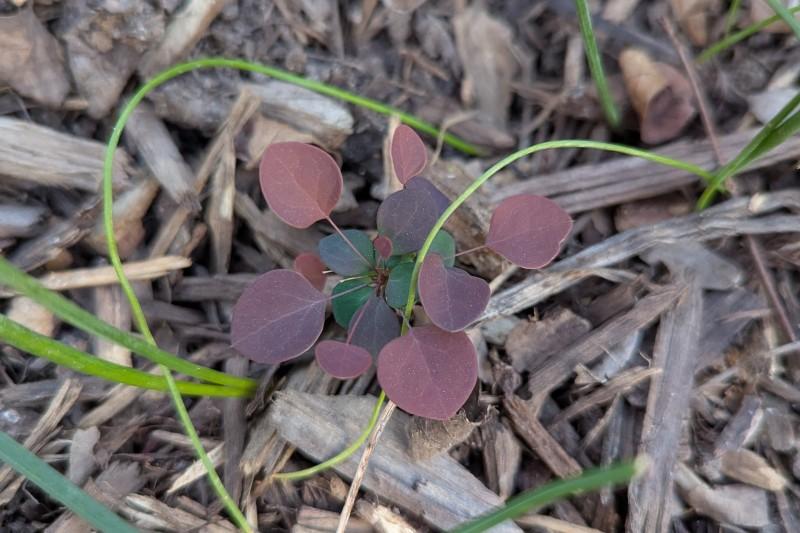 Japanese barberry seedlings with reddish-purple leaves can be hard to see against a bark mulch.