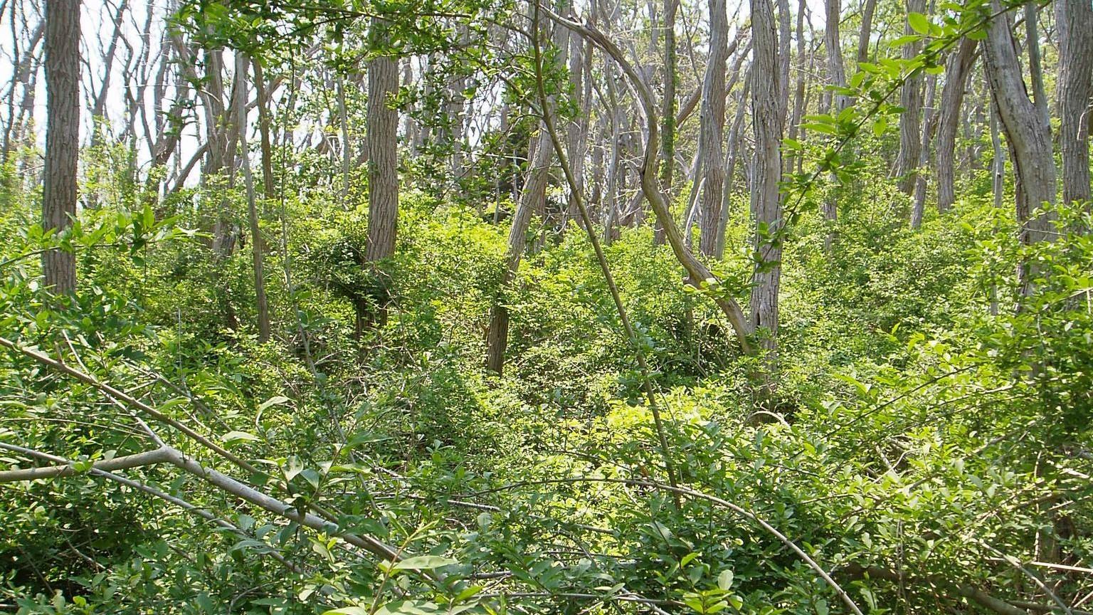 Forest understory overtaken by masses of privet shrubs.