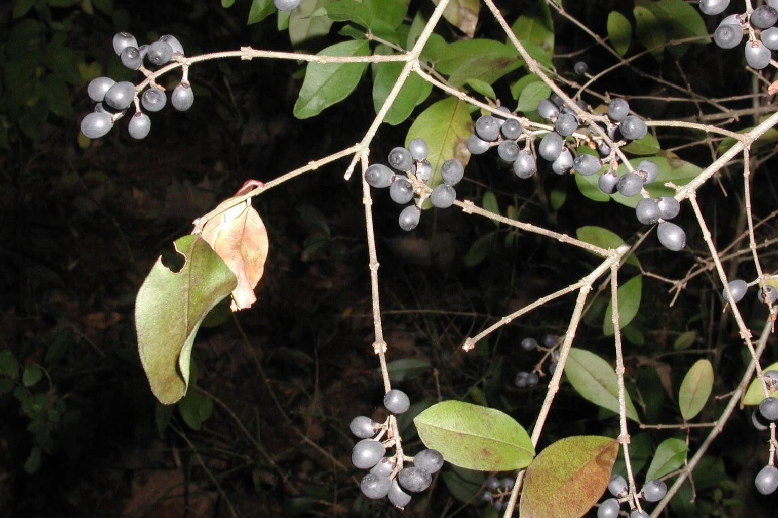 Clusters of waxy bluish-black berries on a border privet branch starting to shed leaves in autumn.