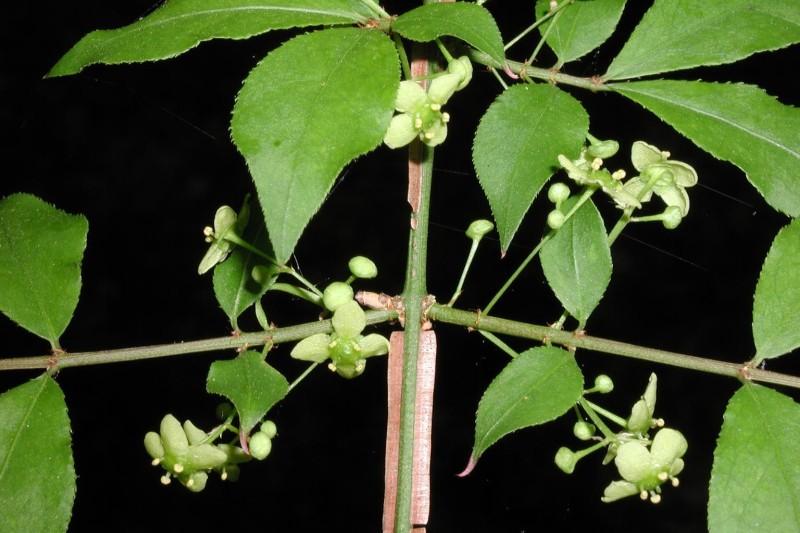 Pale green blooms, corky bark ridges, and opposite leaves on a burning bush stem.