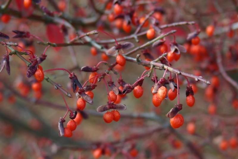 Long-stalked orange berries hanging on leafless burning bush stems.