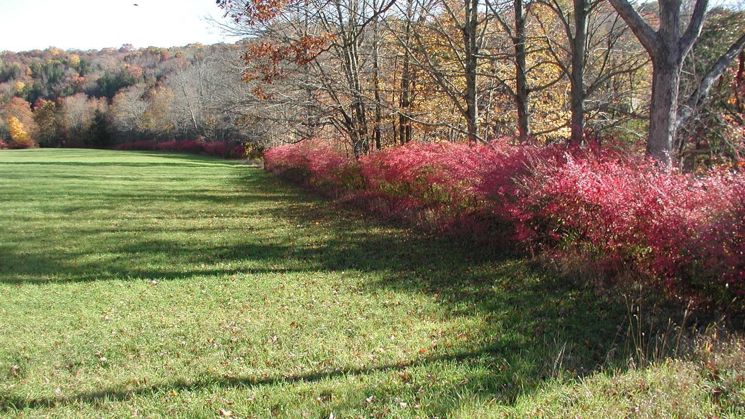 Red autumn color highlighting extensive thickets of burning bush along a woodland edge.