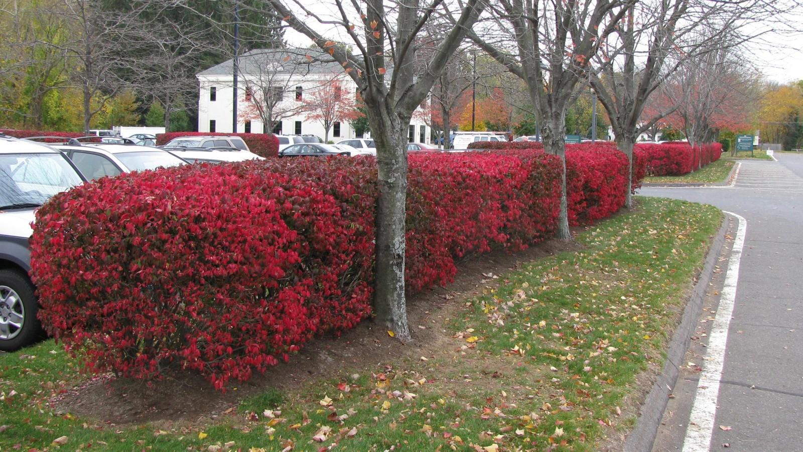 Trimmed hedge of burning bush with red autumn foliage.
