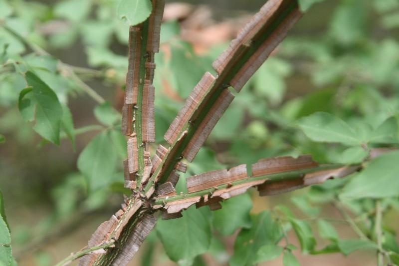 Prominent light brown corky wings on a green burning bush stem.