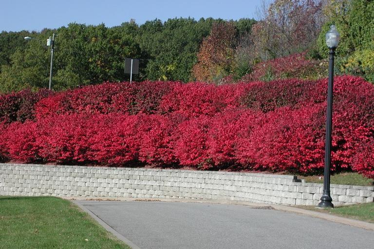 A hedge of burning bush with brilliant red autumn foliage.