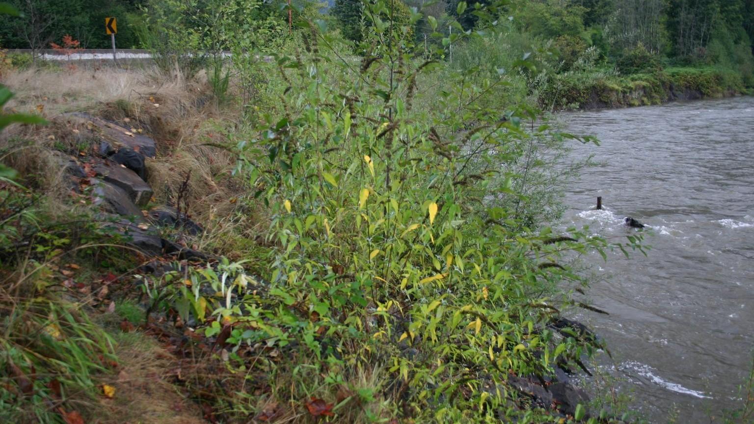 Butterfly bush growing invasively on the bank of a river.